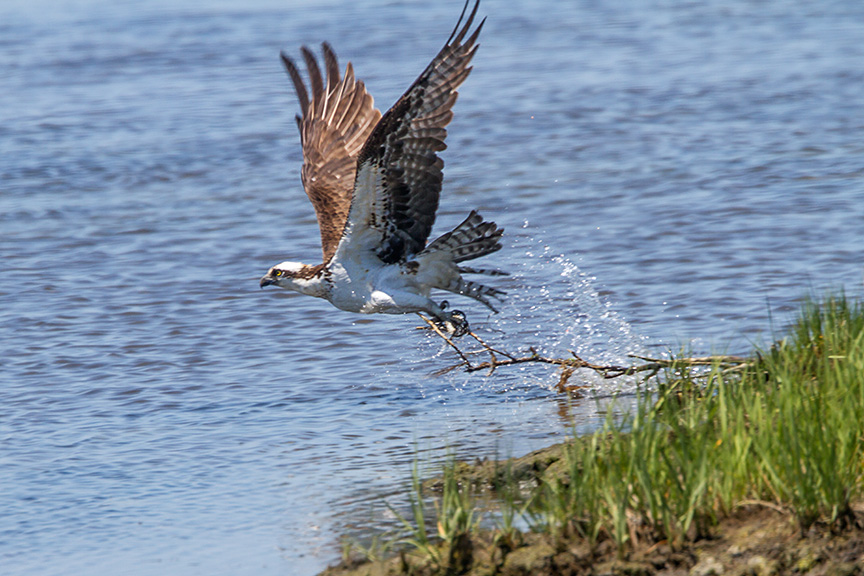 Osprey stick brig 2016 v1_MG_7440 hp v2