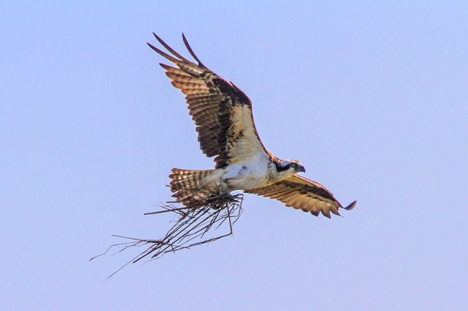 Osprey v1 Sticks Brig 2016__MG_5618