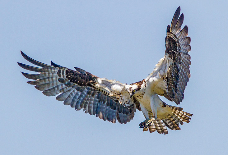 osprey v5 brig 2016_MG_7571