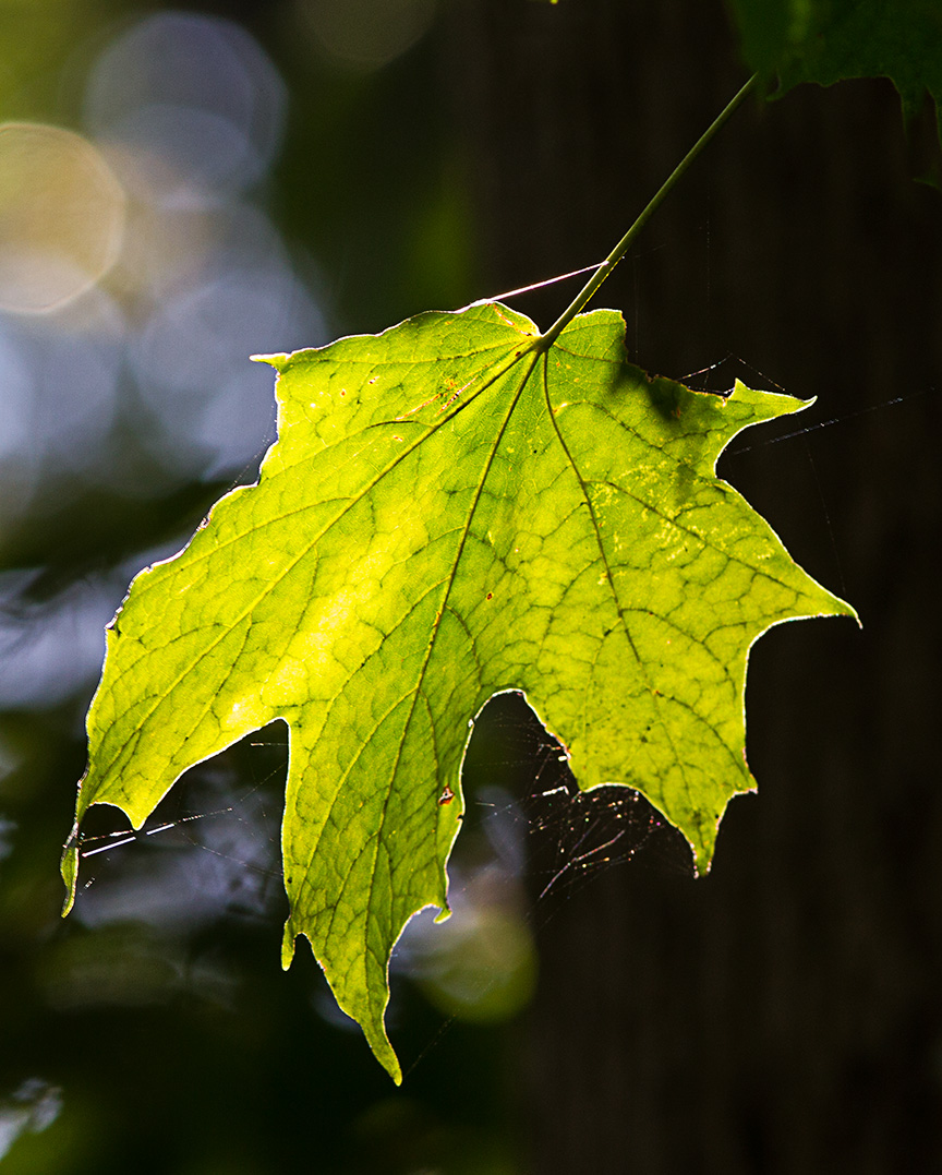 backiite-maple-leaf-v2_43g2246