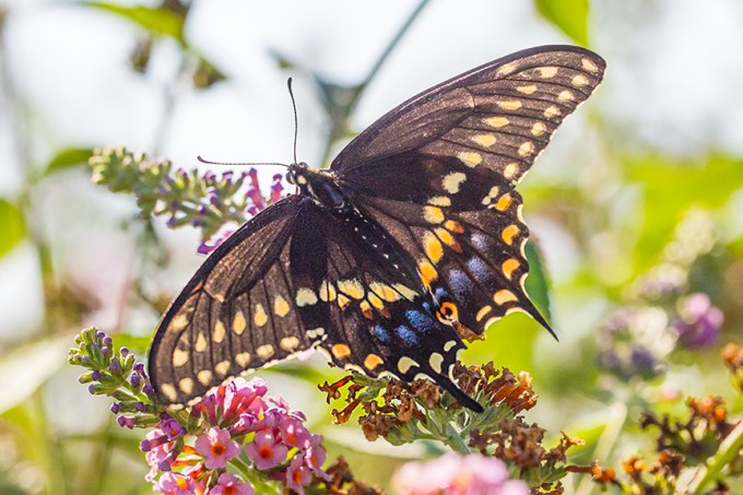 black-swallowtail-backlite-v1-davidsons-mill-2016_43g6849