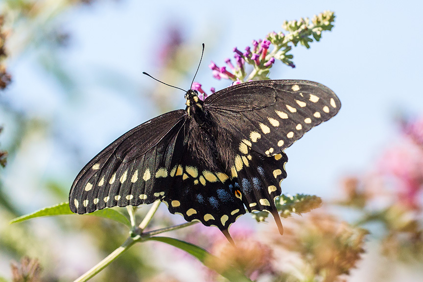 black-swallowtail-v1-davidsons-mill-2016_43g6741