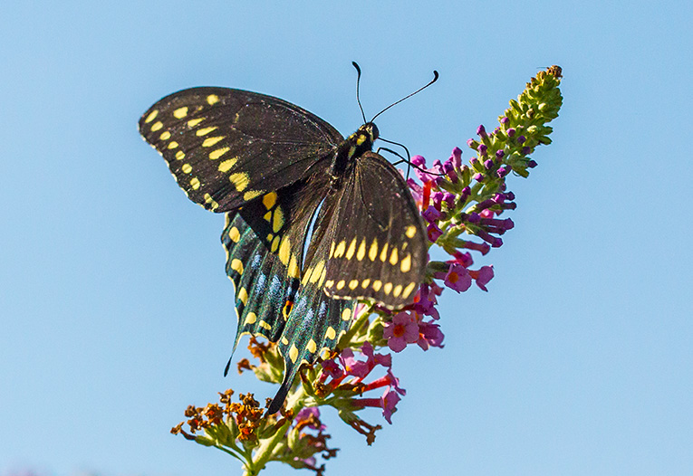 black-swallowtail-v1-davidsons-mill-2016_43g6780