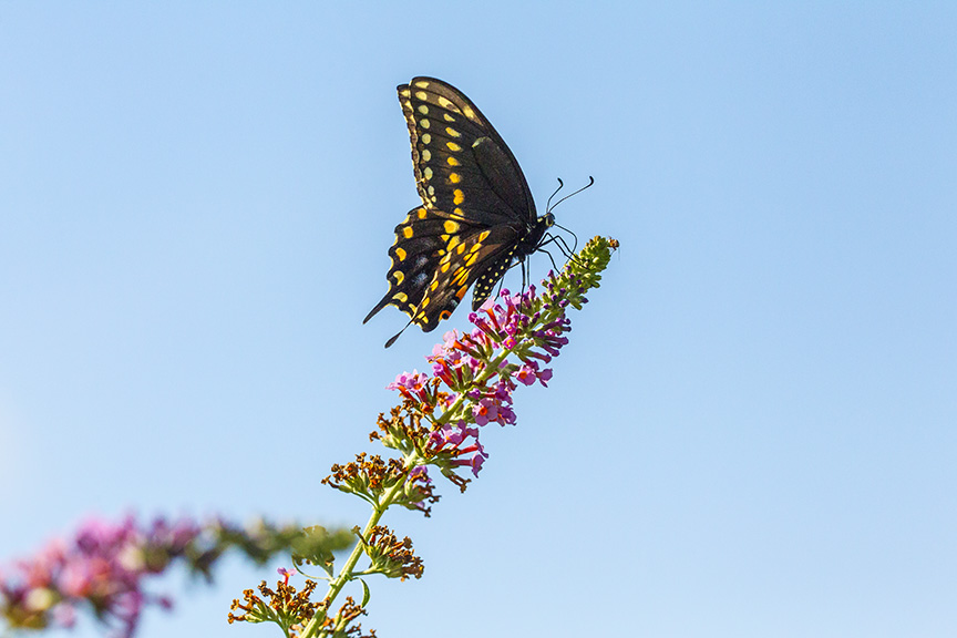 black-swallowtail-v1-davidsons-mill-2016_43g6787