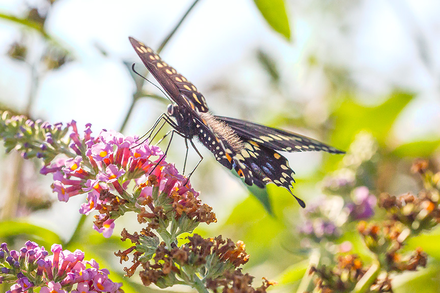 black-swallowtail-v2-davidsons-mill-2016_43g6829