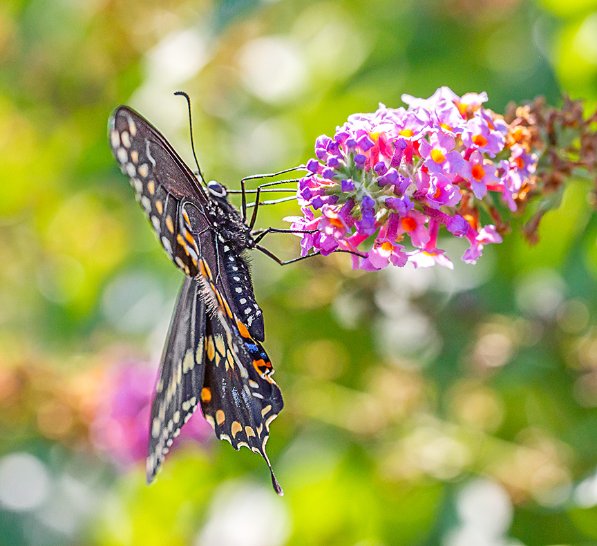black-swallowtail-v2-davidsons-mill-2016_43g6864