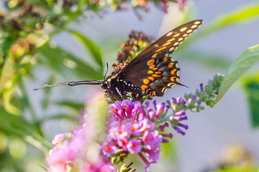 black-swallowtail-v5-davidson-mill-2016_43g6798