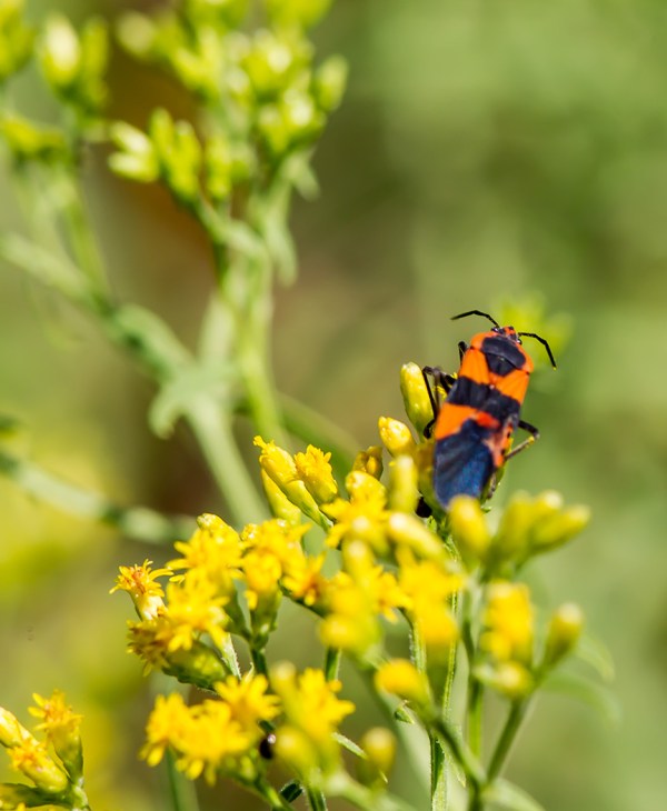 bug-v2-lg-2016_43g2688