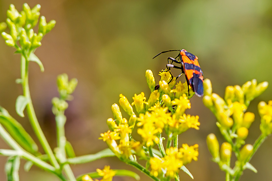 bug-wildflower-v2-lg-2016_43g2700