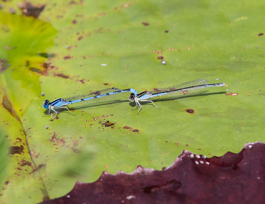 damselflies-mating-v1-lg-2016_43g3921