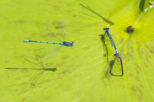 damselflies-v1-lg-2016_43g3934