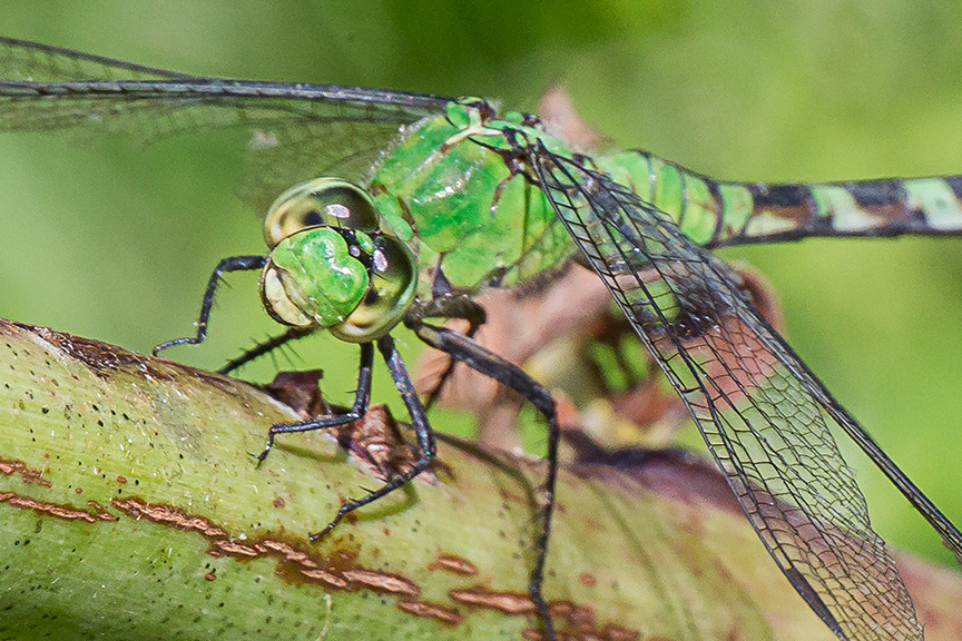 eastern-pondhawk-dragonfly-v2-davis-millv1-davidsons-mill_43g4353