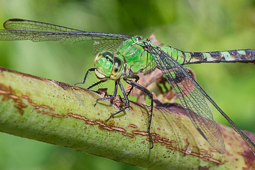 eastern-pondhawk-dragonfly-v3-davis-mill_43g4360