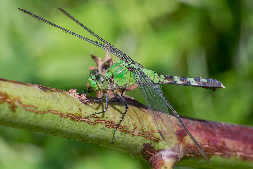 eastern-pondhawk-v2-davidsons-mill-2016_43g4391