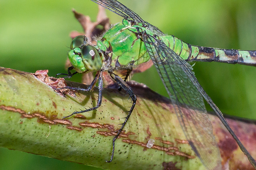 eastern-pondhawk-v3-davidsons-mill-2016_43g4391