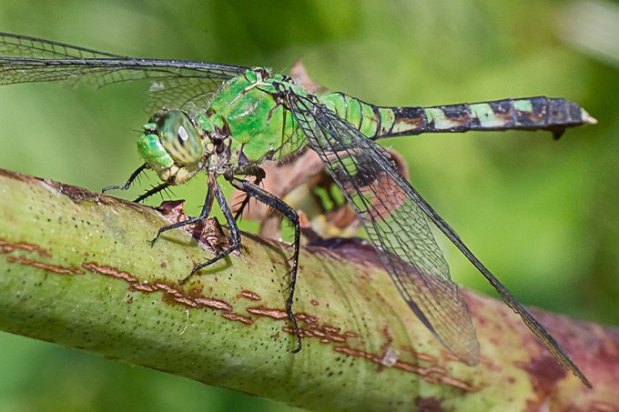eastern-pondhawk-v3-dragonfly-davis-mill_43g4362