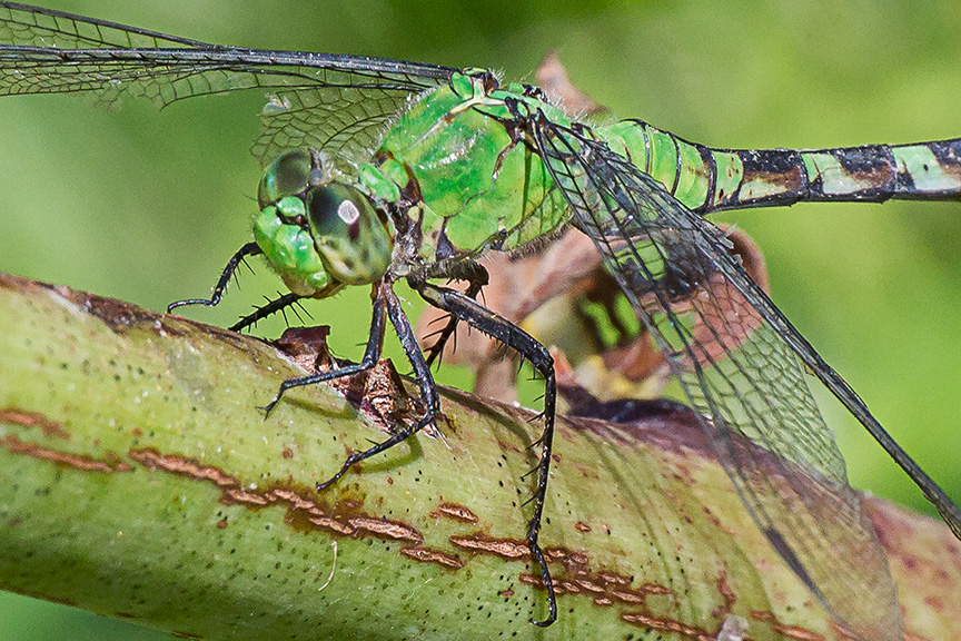 eastern-pondhawk-v4-davidsons-mill-2016-3g4367