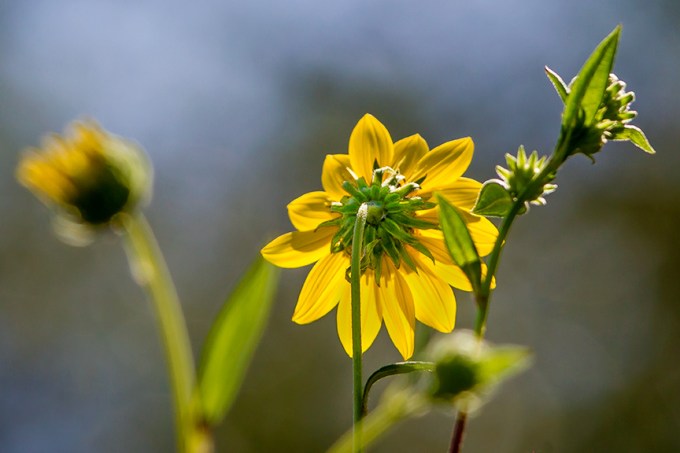 flower-backlite-v2_43g2317