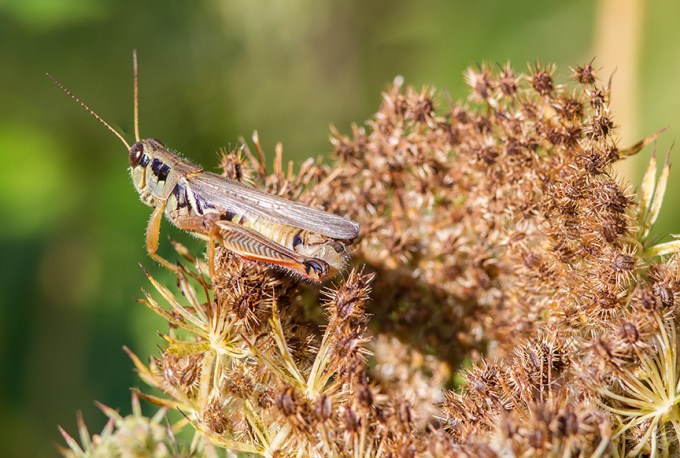 grasshopper-v2-lg-2016