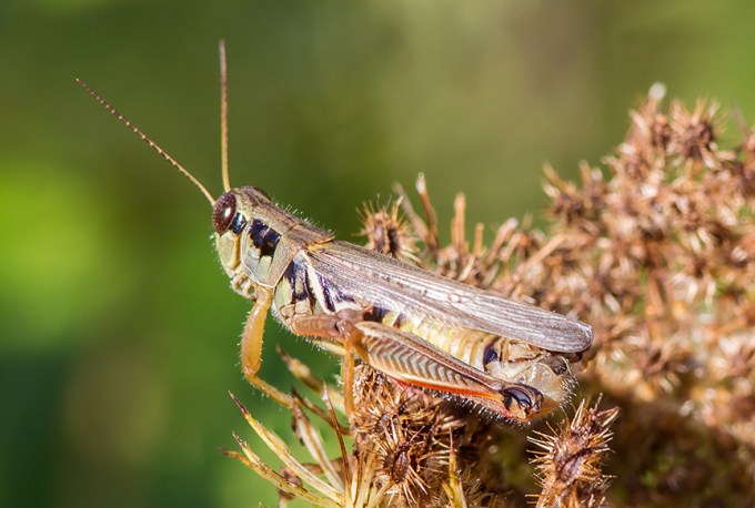 grasshopper-v3-lg-2016