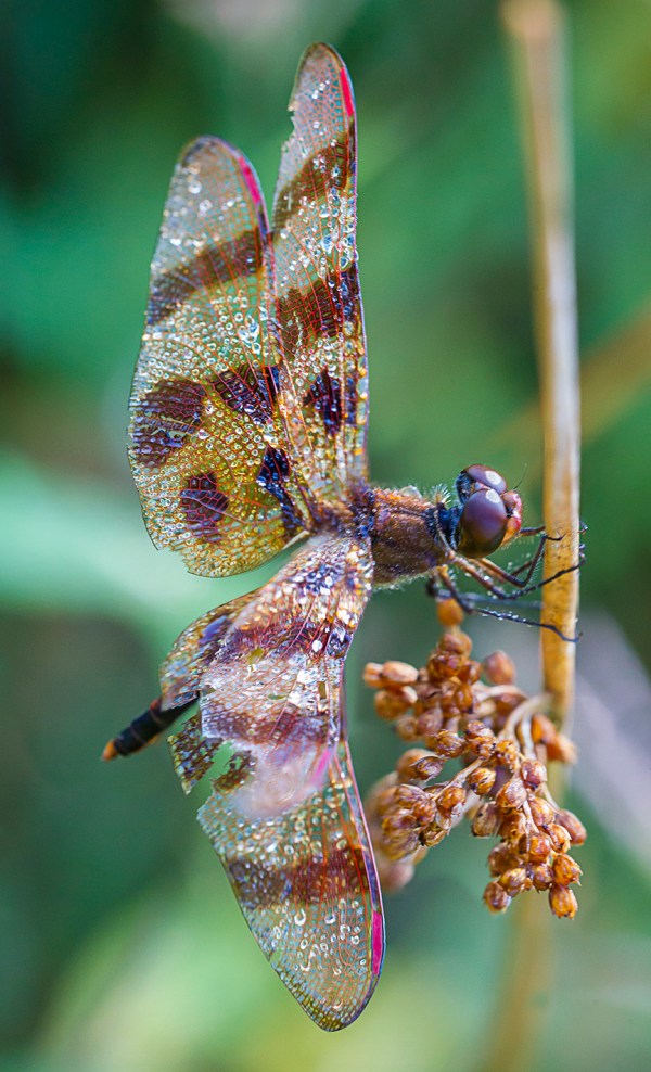 halloween-pennant-stk-4