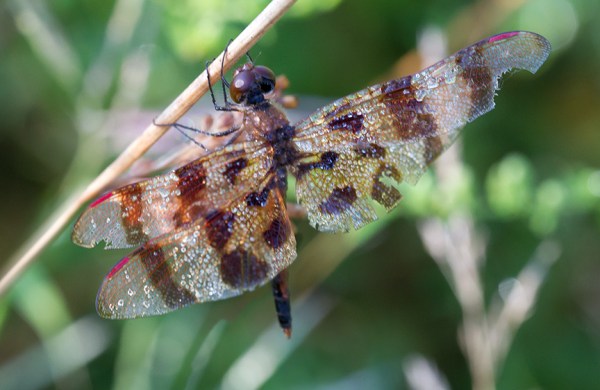 halloween-pennant-v2-davidsons-mill-2016_43g6316