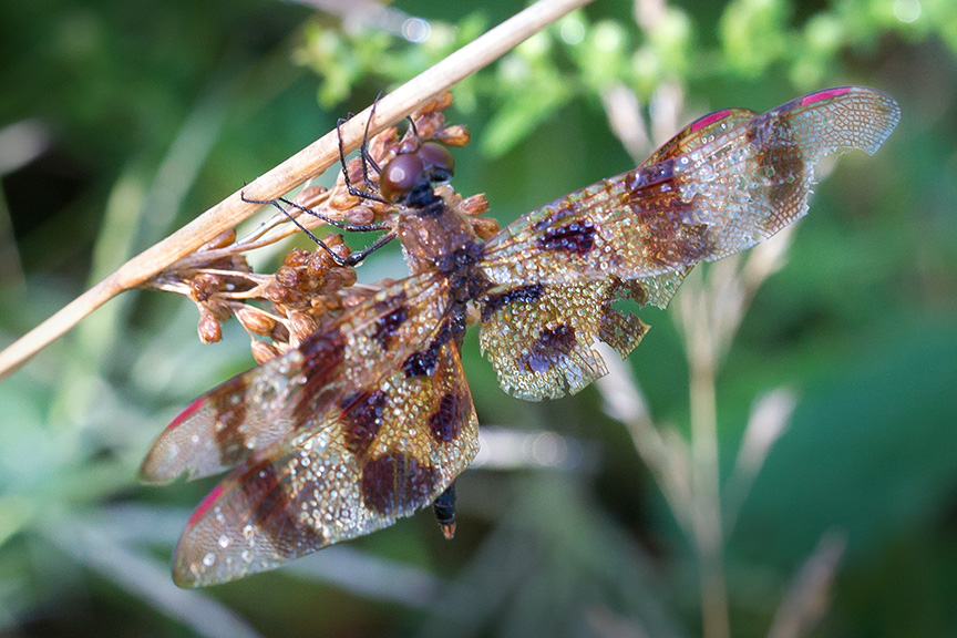 halloween-pennant-v2_43g6301