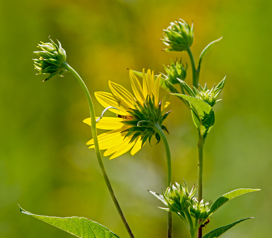 heliopsis-v2-lg-201643g2907