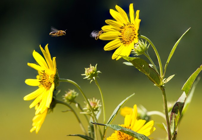 heliopsis-w-bees-v1_43g2883