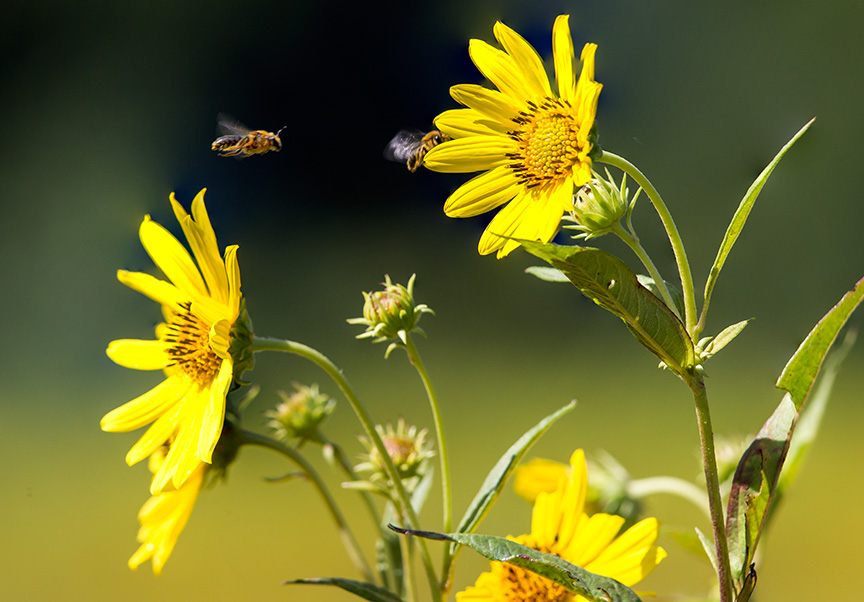 heliopsis-w-bees-v1_43g2883