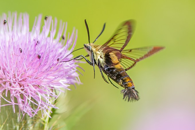 hummingbird-moth-v1-lg-2016_43g1878