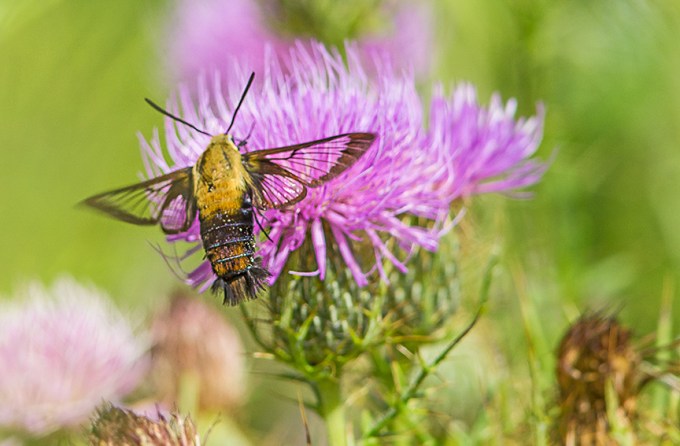 hummingbird-moth-v1-lg-2016__43g1760