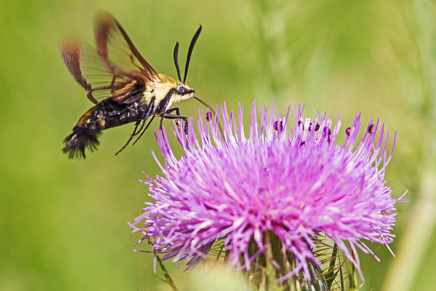 hummingbird-moth-v2-lg-2016_43g1739