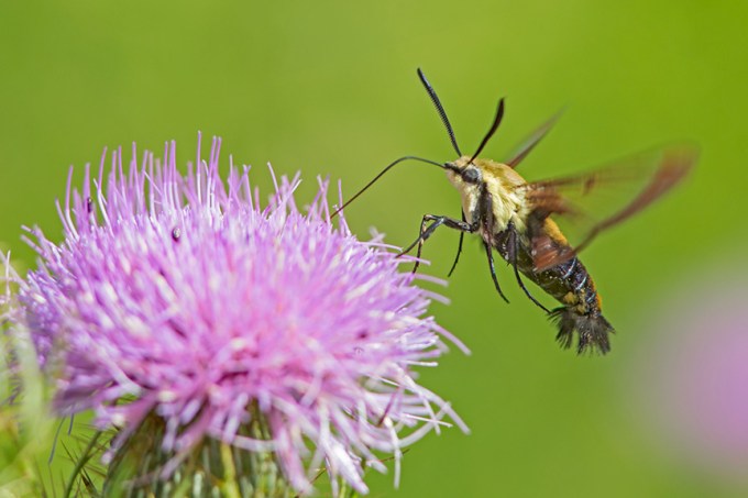hummingbird-moth-v2-lg-2016_43g1870