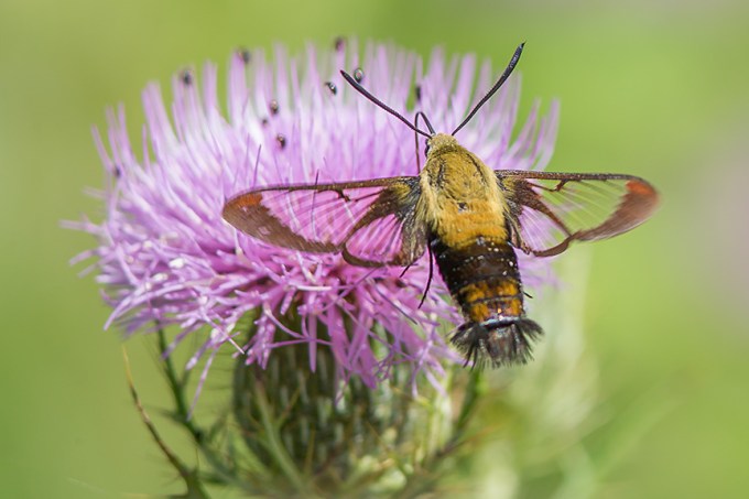 hummingbird-moth-v2-lg-2016_43g1905