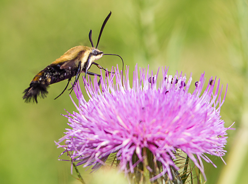 hummingbird-moth-v2-lg-2016__43g1740