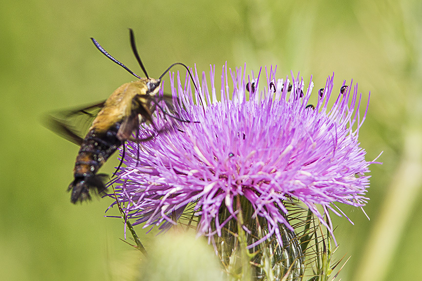 hummingbird-moth-v2-lg-2016__43g1750
