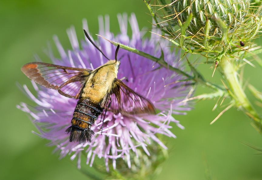 hummingbird-moth-v2-lg-2016__43g1806