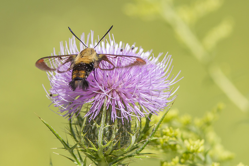 hummingbird-moth-v2a-lg-2016_43g1953