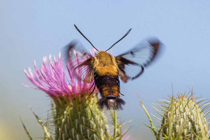 hummingbird-moth-v3-lg-2016__43g1721