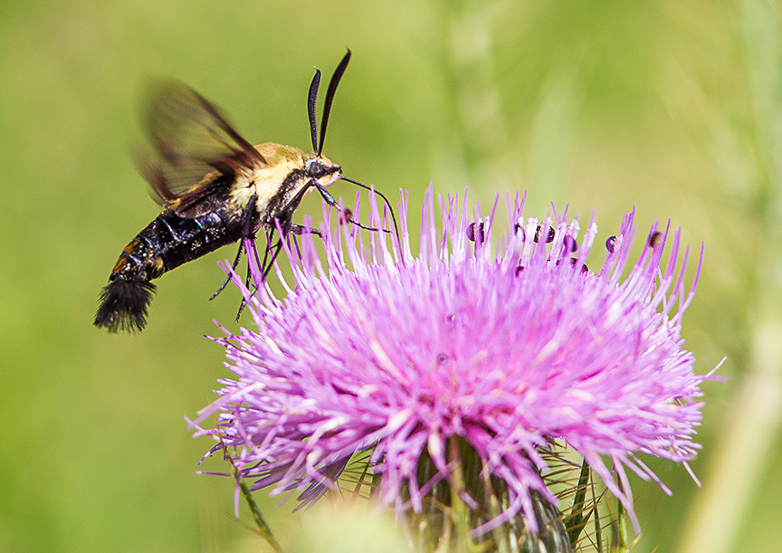 hummingbird-moth-v3-lg-2016__43g1742
