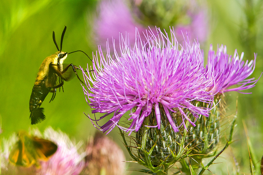 hummingbird-moth-v3-lg-2016__43g1771