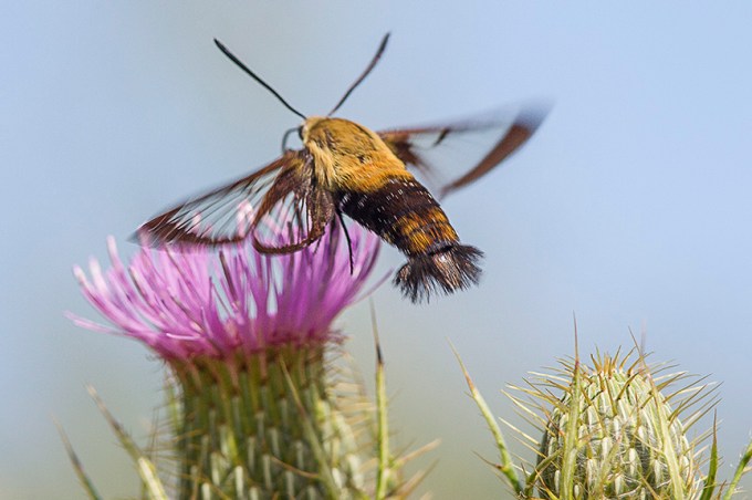 hummingbird-moth-v4-lg-2016__43g1723