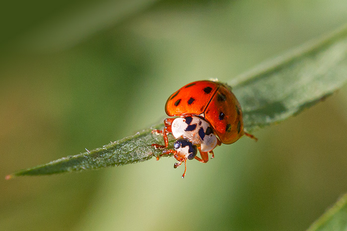 lady-bug-v4-davidsons-mill-2016_43g6456