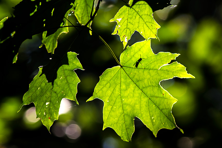 leaf-bug-v2-lg-2016_43g2242
