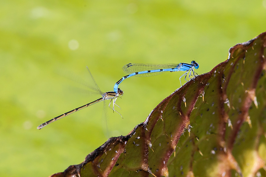 mating-damselflies-v2_43g3802