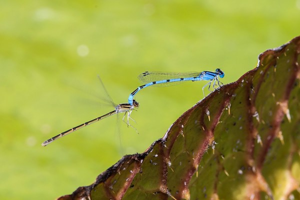 mating-damselflies-v2_43g3802