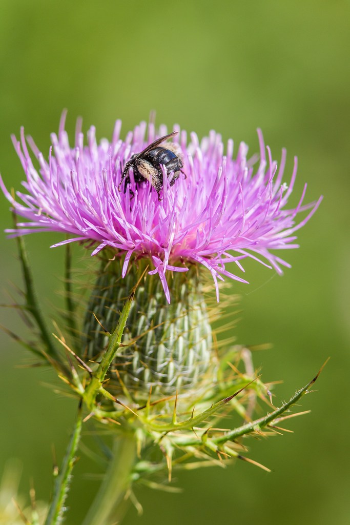 milk-thistle-bee-pollen-v1_43g1680