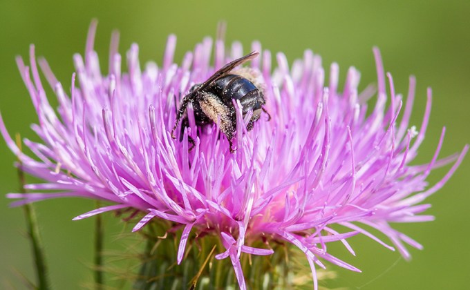 milk-thistle-bee-pollen-v2_43g1680
