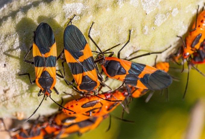 milk-weed-bugs-v1-davidsons-mill-2016_43g6611